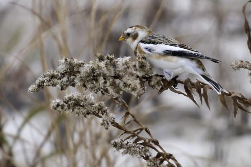 American Snow Bunting